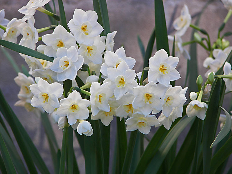 Paper Whites