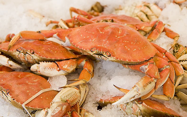 Dungeness Crab