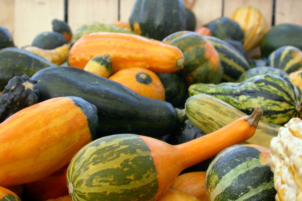 Winter Squash