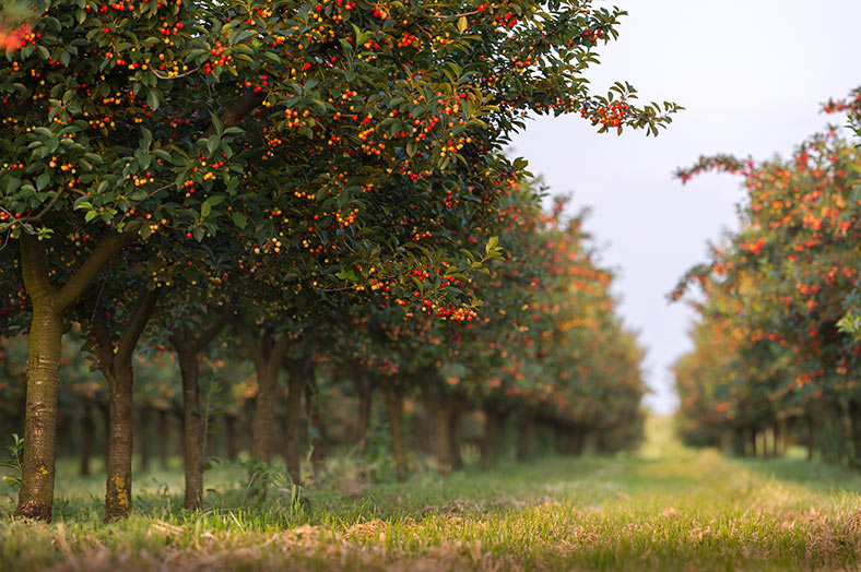 Cherry Orchard