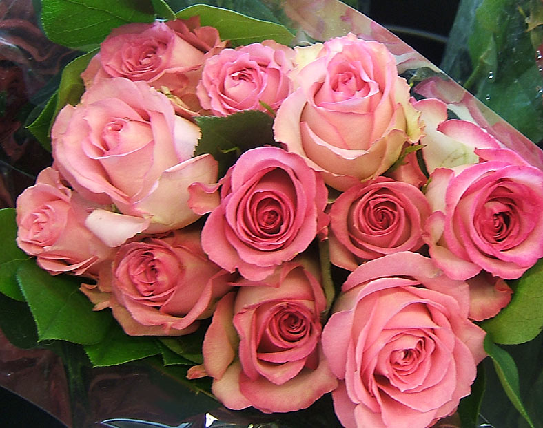 Pink Roses