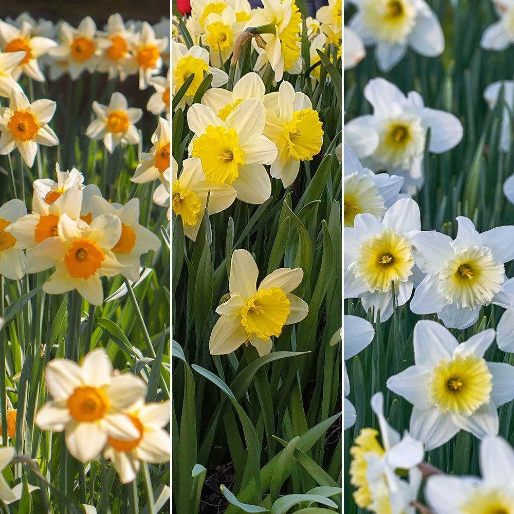 Daffodils