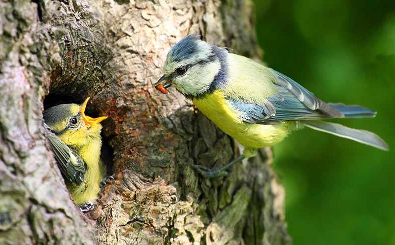 Spring Birds