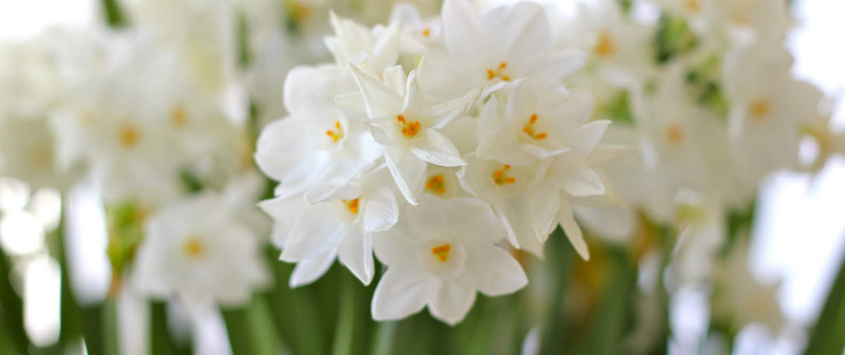 paperwhites